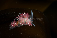 Carronella pellucida