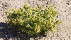 Cleomella obtusifolia
