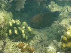 Plectroglyphidodon obreptus