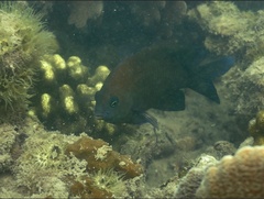 Plectroglyphidodon obreptus