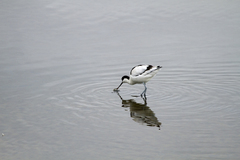 Recurvirostra avosetta