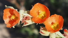 Sphaeralcea orcuttii