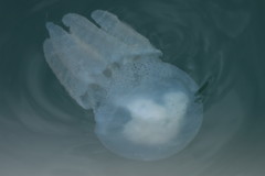 Acromitus