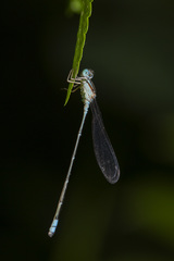 Pseudagrion microcephalum