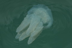 Acromitus
