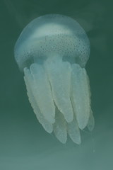 Acromitus