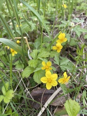 Waldsteinia ternata