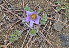 Pulsatilla tenuiloba