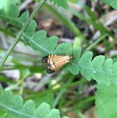 Nemophora staudingerella