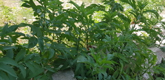 Sambucus nigra