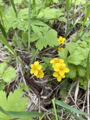 Waldsteinia ternata
