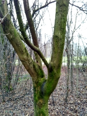 Fraxinus