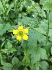 Geum urbanum