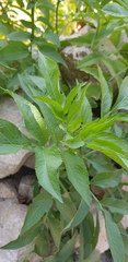 Sambucus nigra