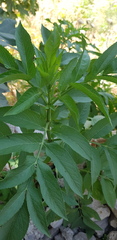 Sambucus nigra