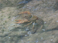 Faxonius punctimanus