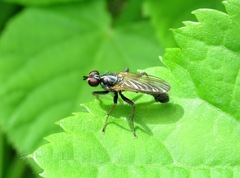 Cordilura pubera