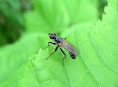 Cordilura pubera
