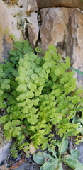 Adiantum capillus-veneris