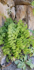 Adiantum capillus-veneris