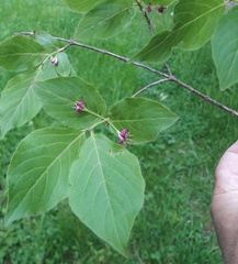 Lonicera maximowiczii