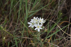 Ornithogalum comosum