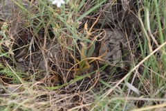 Ornithogalum comosum