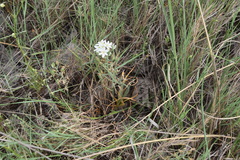 Ornithogalum comosum