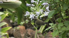 Chalcomitra amethystina amethystina