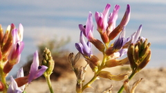 Astragalus crotalariae