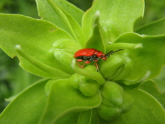 Lilioceris faldermanni