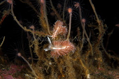 Coryphella