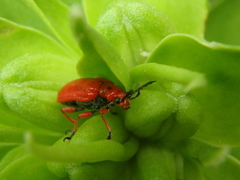 Lilioceris faldermanni
