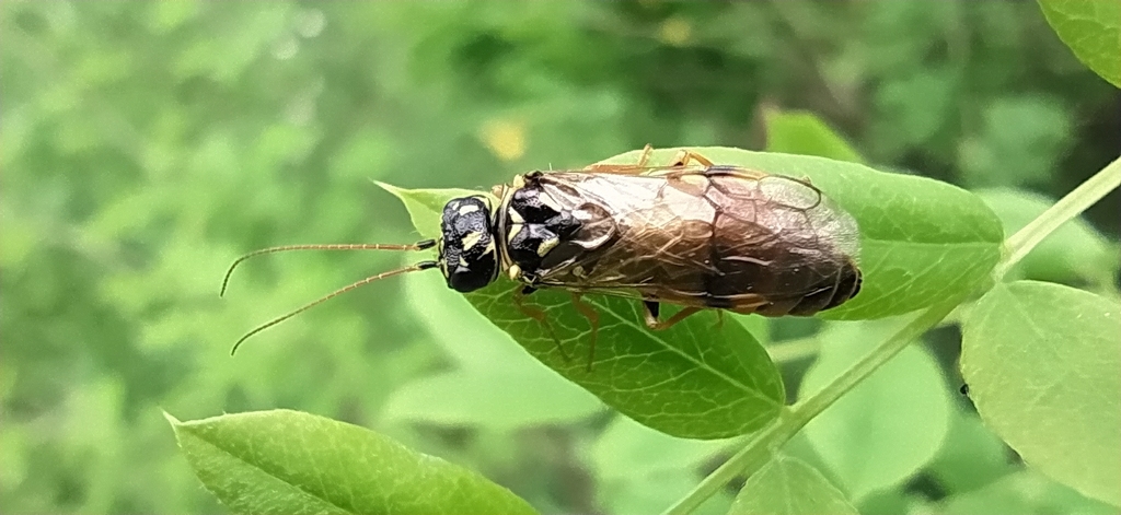 Acantholyda laricis
