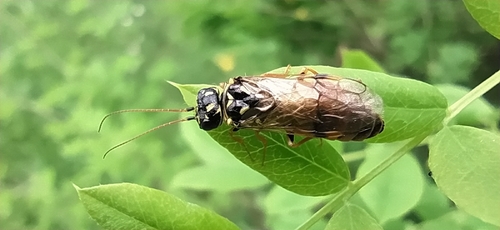 Acantholyda laricis