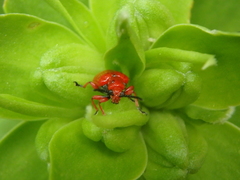 Lilioceris faldermanni