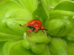 Lilioceris faldermanni