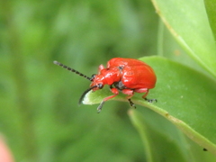 Lilioceris faldermanni