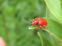 Lilioceris faldermanni
