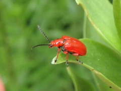 Lilioceris faldermanni