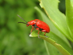 Lilioceris faldermanni