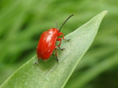Lilioceris faldermanni