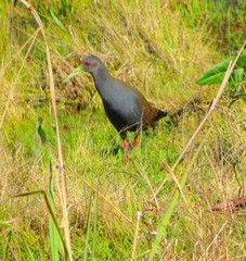 Pardirallus nigricans