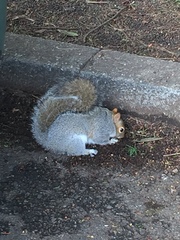 Sciurus carolinensis