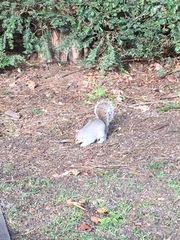 Sciurus carolinensis