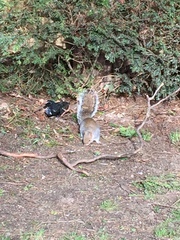 Sciurus carolinensis