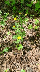 Ranunculus cassubicus