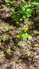 Ranunculus cassubicus