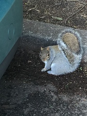 Sciurus carolinensis