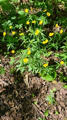 Ranunculus cassubicus